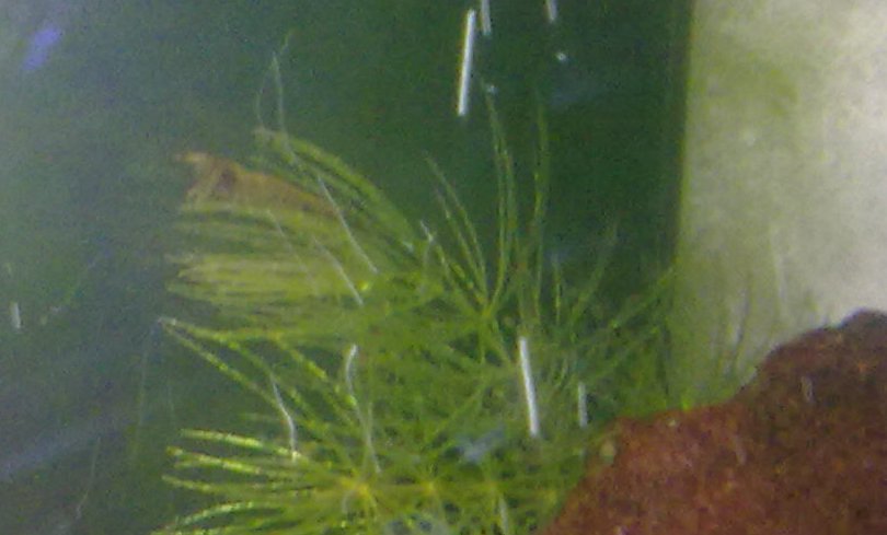 la
  caridina