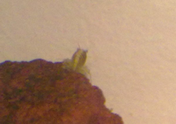 la
  caridina