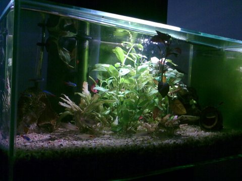 acquario
    gennarrino