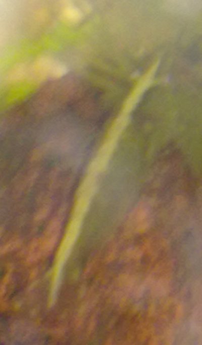 la
  caridina