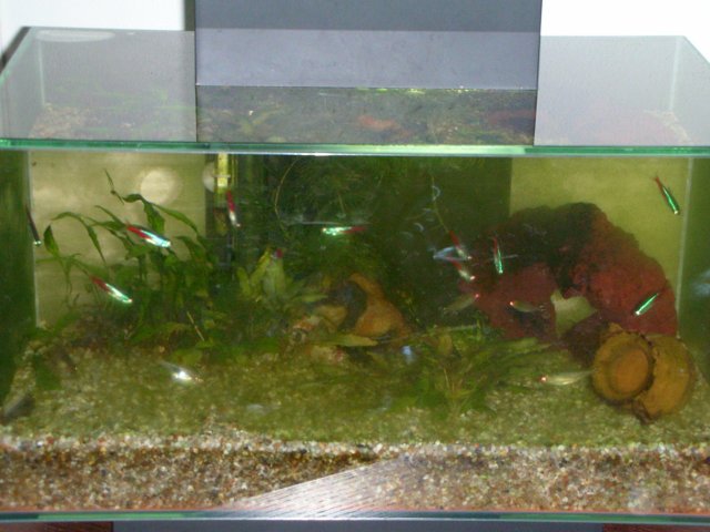 acquario
  ottobrino