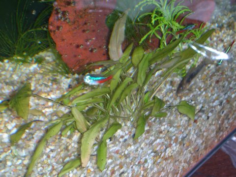 la stessa pianta di prima