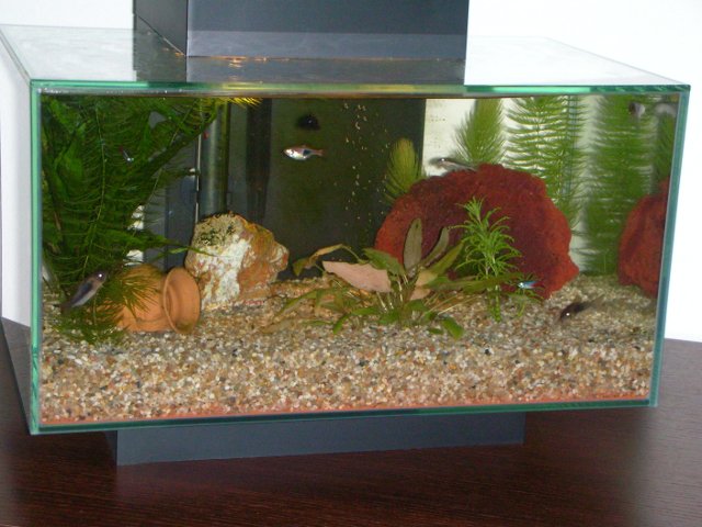 acquario di fronte