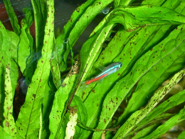 un pesce neon