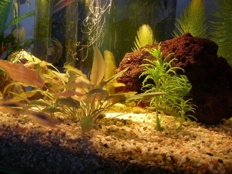 una pianta dell'acquario